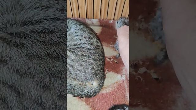 Вчерашняя роженица сожрала своих котят смотреть онлайн