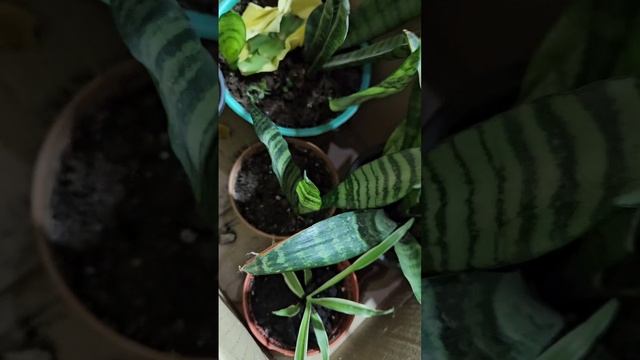 И снова пополнение в комнатных цветах.#комнатныецветы#растения#цветы#цветыдлядома#хобби