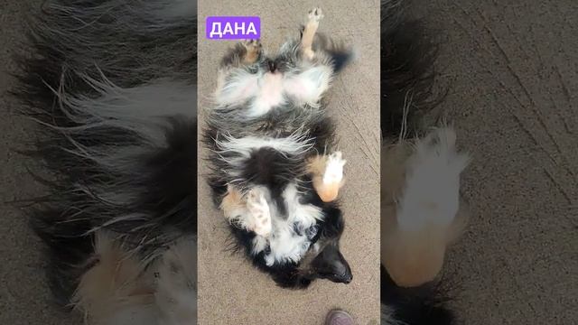 Дана ❤️ - королева! 🎁Она будет живой радостью и самой Любовью для хорошего Человека! 🙏 смотреть онлайн
