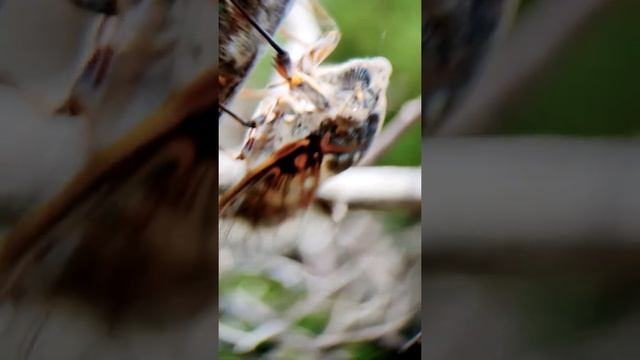 Как поёт цикада (Lyristes plebejus) #shorts смотреть онлайн