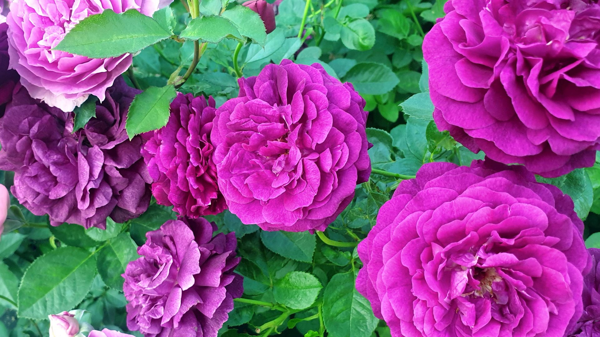 Цветение роз в моём саду. Подмосковье. Лето 2024 г. смотреть онлайн