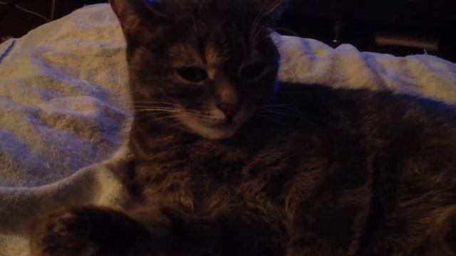 Cutie Cat/милая кошка смотреть онлайн