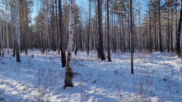 косуля гавкает смотреть онлайн