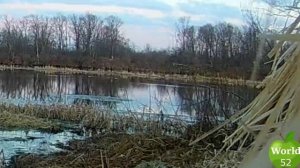 Весенняя охота с подсадной  ЧАСТЬ .1.