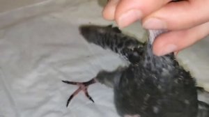 Как и чем кормить птенца голубя в домашних условиях