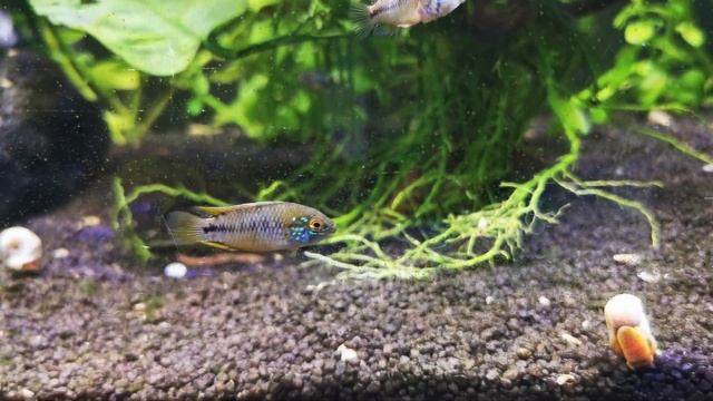 Apistogramma Borelli Opal Nachwuchs....ca. 6-7 Monate смотреть онлайн