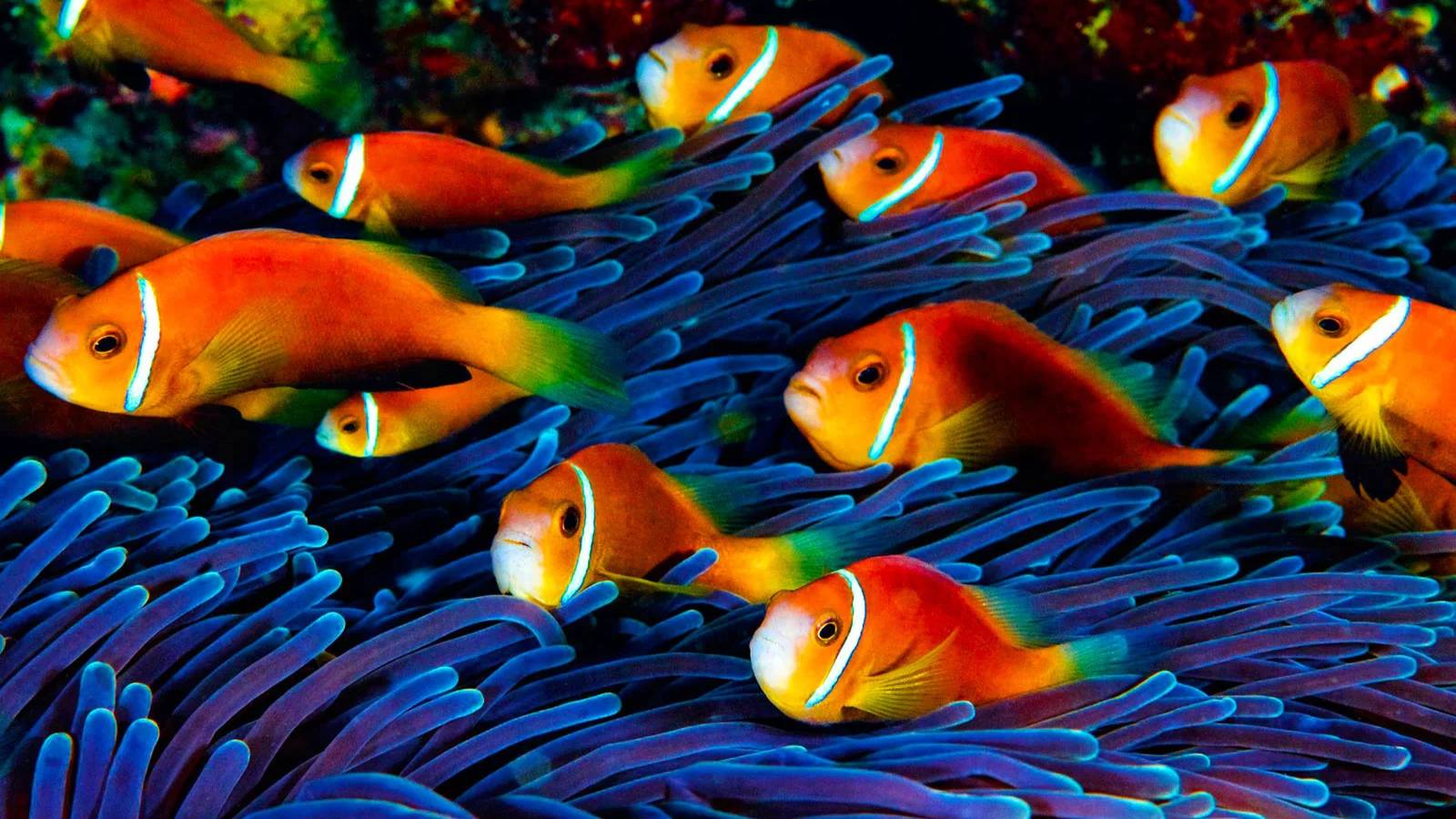 Очень красивое и расслабляющее видео для детей и взрослых. Подводный мир. Релакс видео #relax