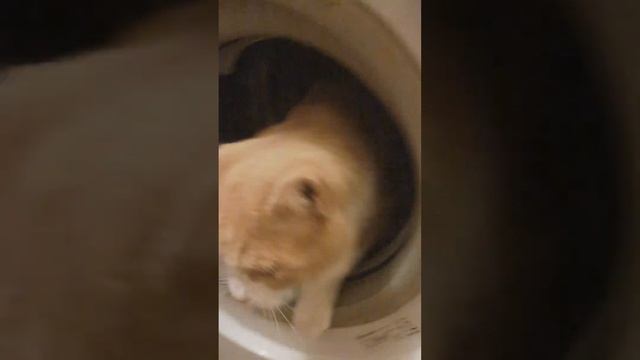 Киндер-сюрприз смотреть онлайн