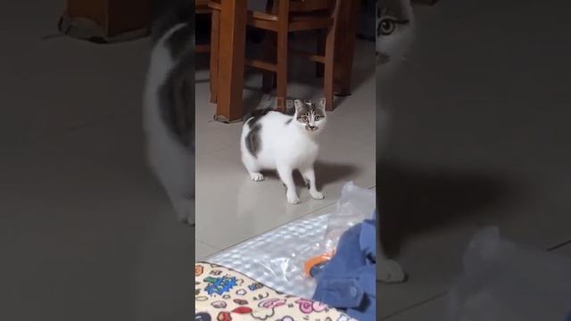 КИСЯ смотреть онлайн
