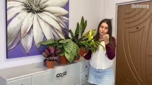 Как вырасить МОНСТРА! Уход за калатеями. Обзор коллекции калатей.