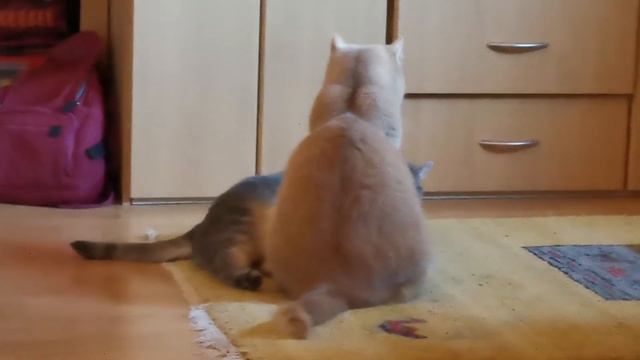 Архив. Шла третья неделя карантина... смотреть онлайн