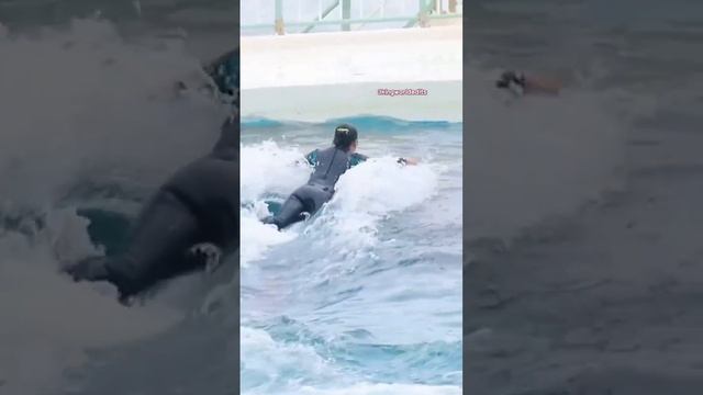 DOLPHINS #capcut #tiktok #viral #foryou #trend #goat #goviral #trending #videoviral #omg #worldgoat