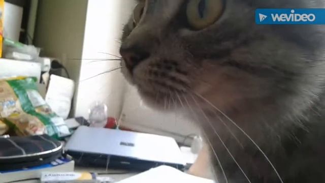 Смешная кошка Хеленка смотреть онлайн