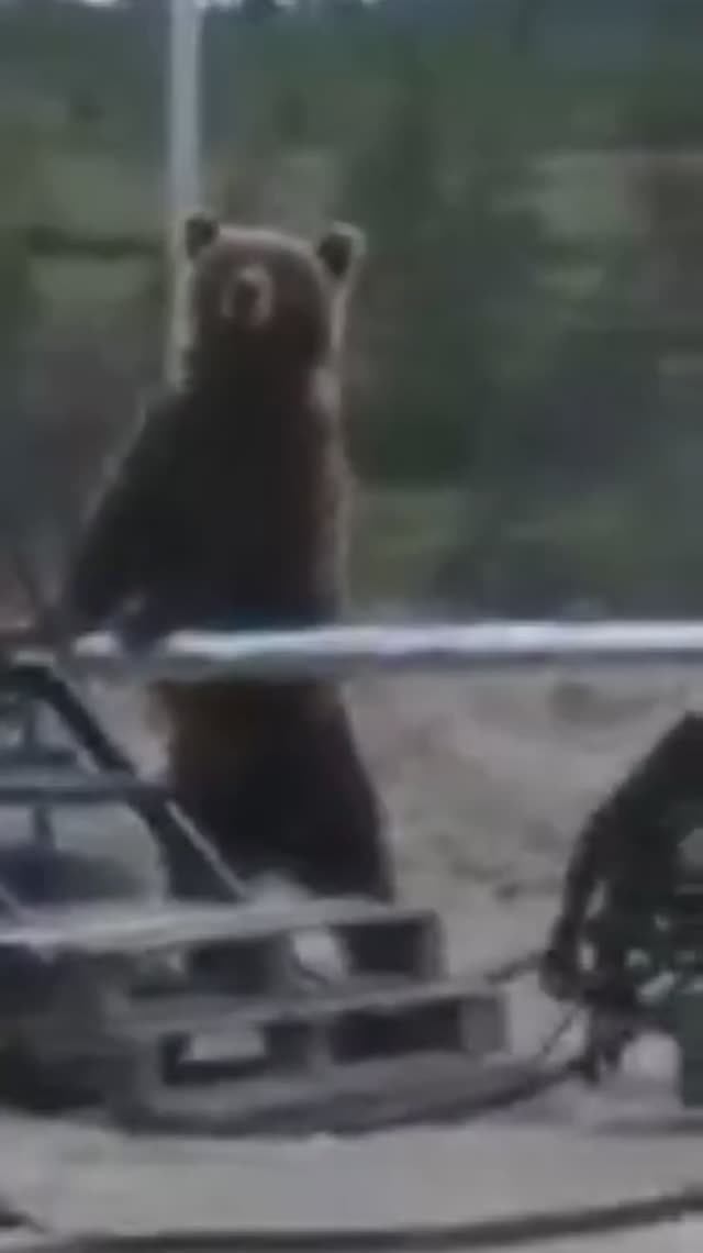 Медведь пришёл на запах еды и ищет пропитание на буровой🐻🍗🍖🥩 смотреть онлайн