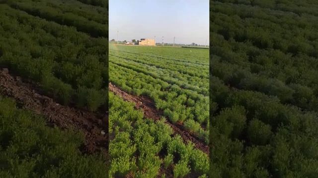 jira ma fuvara (drip) paddhati смотреть онлайн