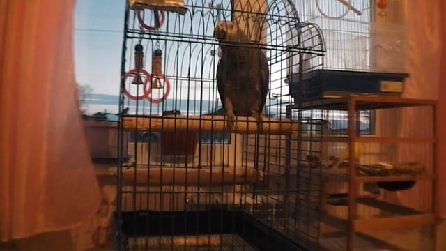 Жако гриша разговаривает смотреть онлайн