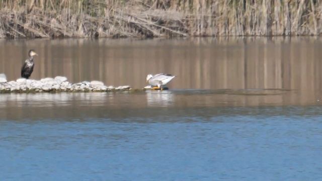 Oca indiana - Bar-headed goose (Anser indicus) смотреть онлайн