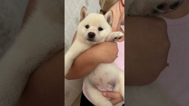 Взял вторую собаку❄️у Тоби появилась подруга! Подробности в Телеграме https://t.me/al_kashtv смотреть онлайн