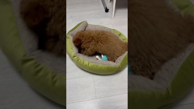 Сладкая булочка Атос смотреть онлайн