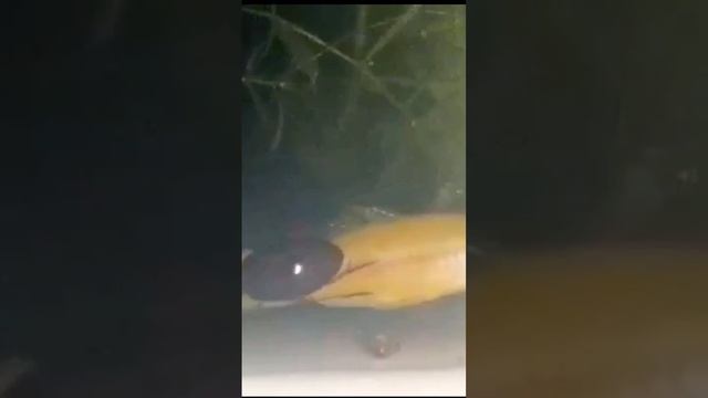 escarabajo acuático devorando su presa смотреть онлайн