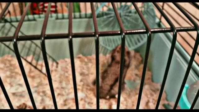 🐹 смотреть онлайн