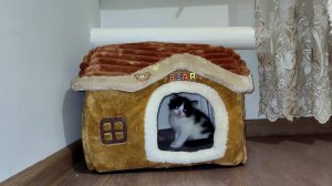 Котята, ведите себя хорошо, не деритесь. Мама-кошка.