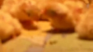 суточные перепела (Техасский белый Фараон)