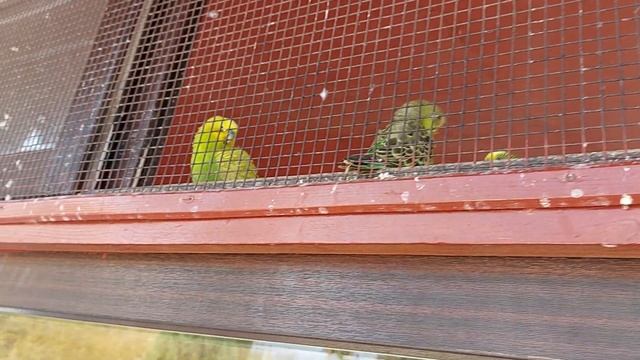 Отпуск в Сочи 2023. Сириус (Сочи. Адлер). Природный орнитологический парк. Попугаи