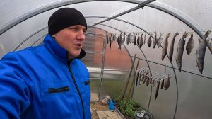 Рыба появилась прямо в теплице, удалось поймать девчонок