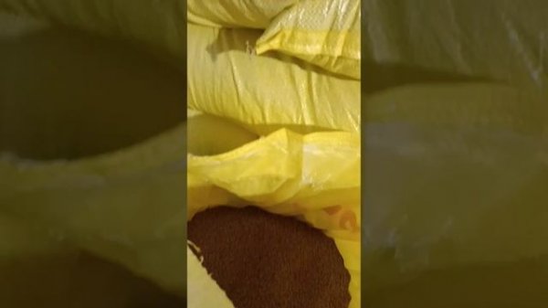 1500 голов. Посадка бройлеров. первый день.