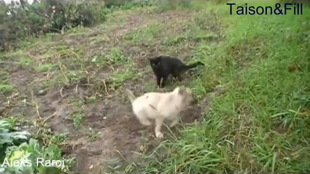 Щенок дразнит кота смотреть онлайн