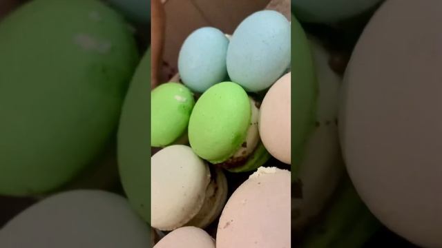 Макаруны…. макароны…макаронсы… А кто его знает, как правильно их называть🤷♀️ смотреть онлайн