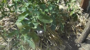 Обзор томата Полбиг Цвет, вкус, урожайность