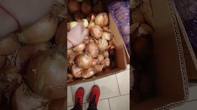 как правильно выбрать лук