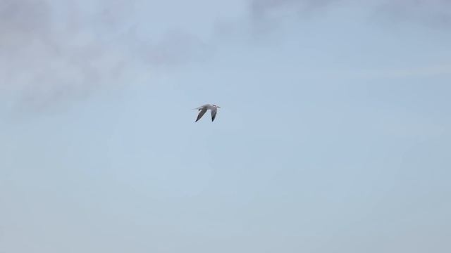 Nature music video: Night sky, sunrise, slow motion birds in flight, butterfly and more! смотреть онлайн