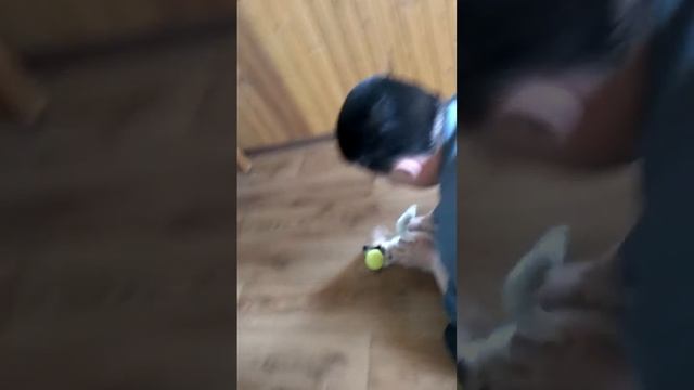 Цезарь-Рой смотреть онлайн