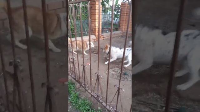 Зефир здоров!, игры собак💗 смотреть онлайн