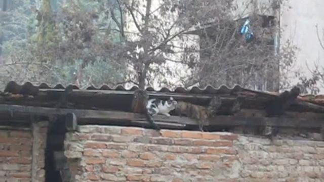 Скопски мачори смотреть онлайн