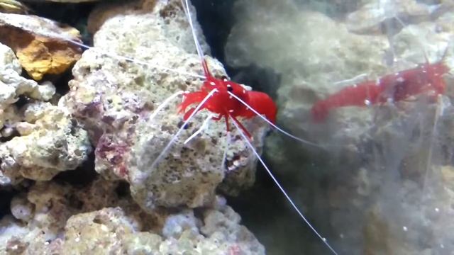 Fire shrimp (Lysmata debelius) смотреть онлайн