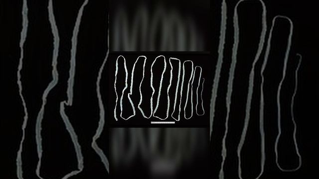 Опасно ли есть сырое мясо? #shorts #биология #егэ2023 смотреть онлайн