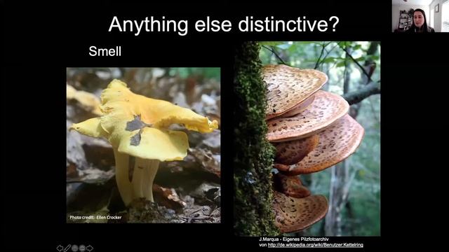 Forest Mushrooms смотреть онлайн