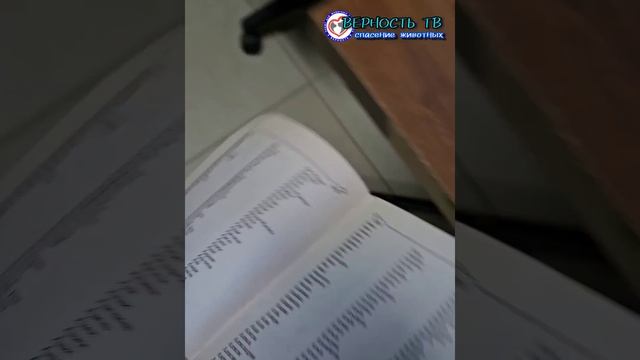 Вяземский кот по кличке Атлас приехал на лечение в бесплатную ветсанчасть. Верновцы - спасение кота смотреть онлайн