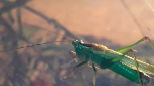 Кузнечик мечник обыкновенный охотится, Conocephalus fuscus, C. discolor.