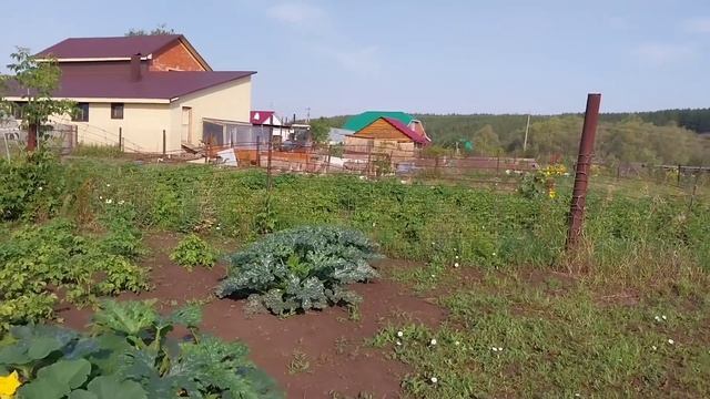 Живу в деревне//Сезон заготовок в разгаре// Вишнёвое варенье// смотреть онлайн