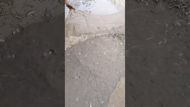 Excelente pescado en masilla y camarones rebozados#shorts смотреть онлайн