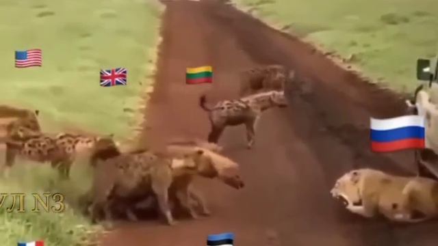 Львица и стая шакалов смотреть онлайн