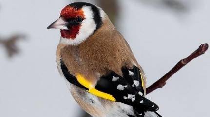 Щеглы, синицы. Птицы. Кормушка. Зима. Лесные птицы. Прилетели в город. кормлю семечками. Кот. Дружим смотреть онлайн