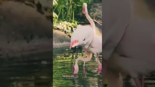 wildlife photographer смотреть онлайн