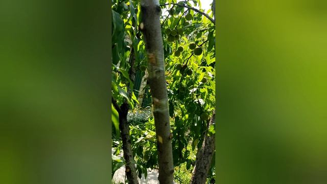 Окуляровка поздняя летняя. смотреть онлайн