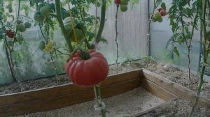 Томат Хоумстэд. Сахаристый, как арбуз!